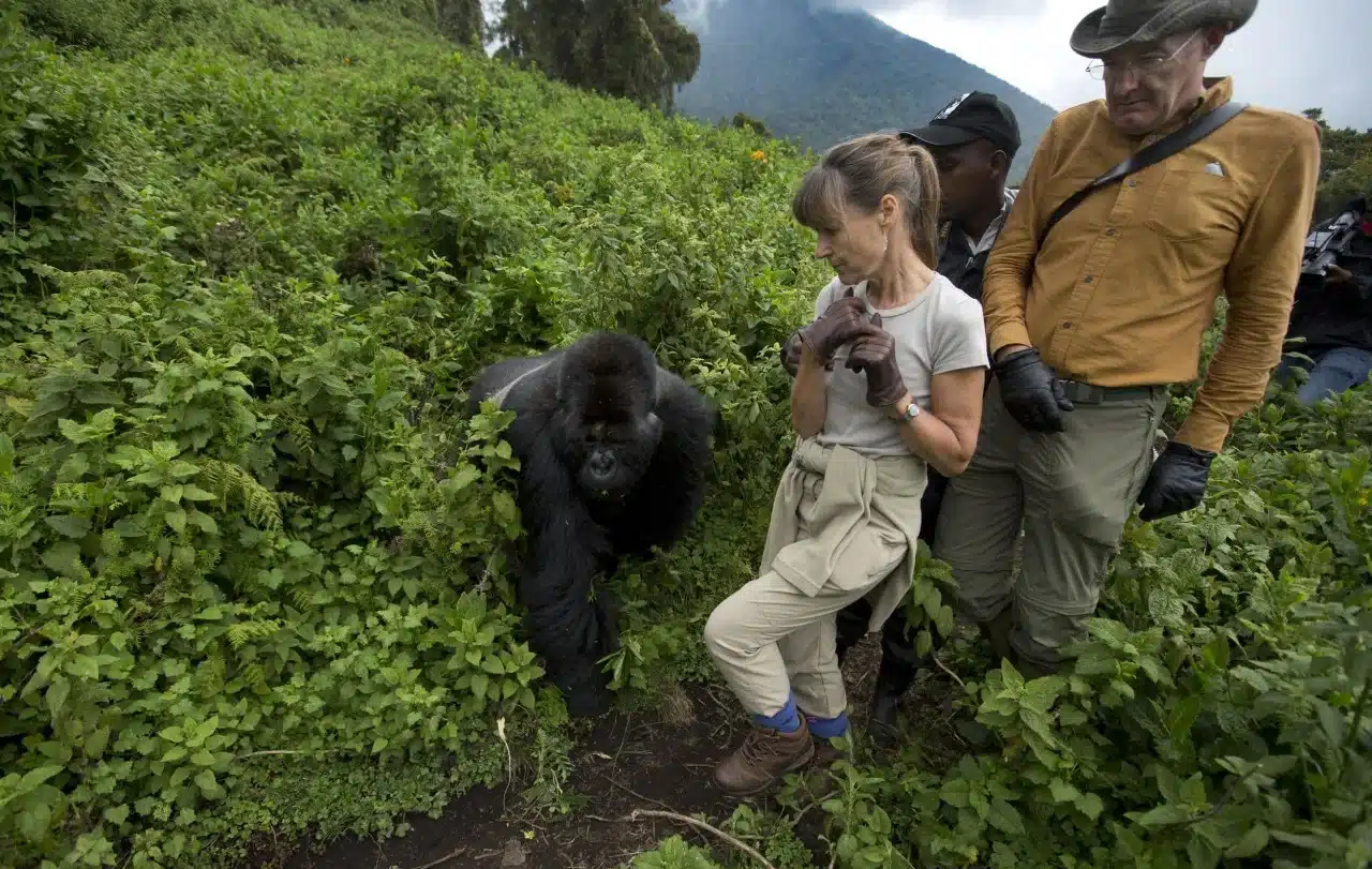 Gorilla Trekking In Rwanda Vs Uganda: Which Destination Is Best For You? 7 Guests tracking Silverback Gorillas in a Gorilla Trekking Safari in Rwanda
