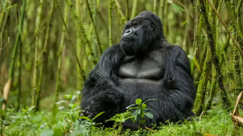 Gorilla Trekking Safaris in Uganda and Rwanda