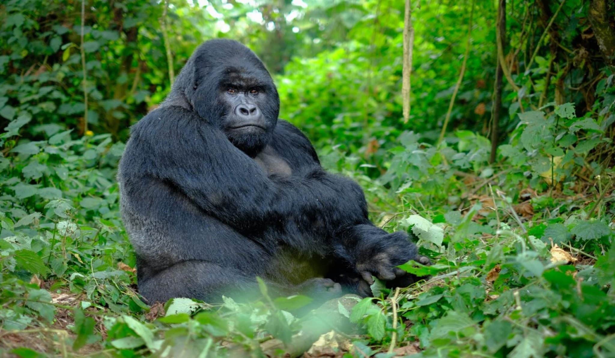 Luxury Rwanda Safaris - Gorilla Trekking - Cheetah Safaris