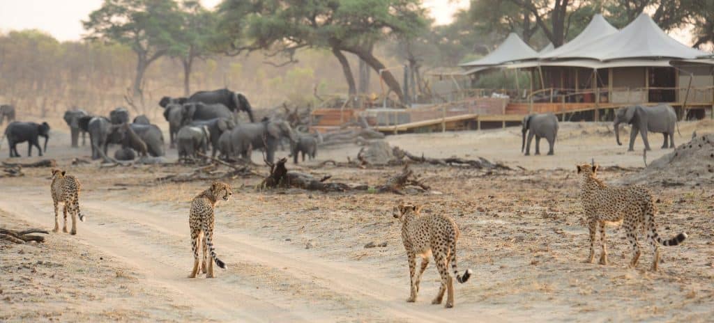 Zimbabwe National Parks - Hwange - Cheetah Safaris