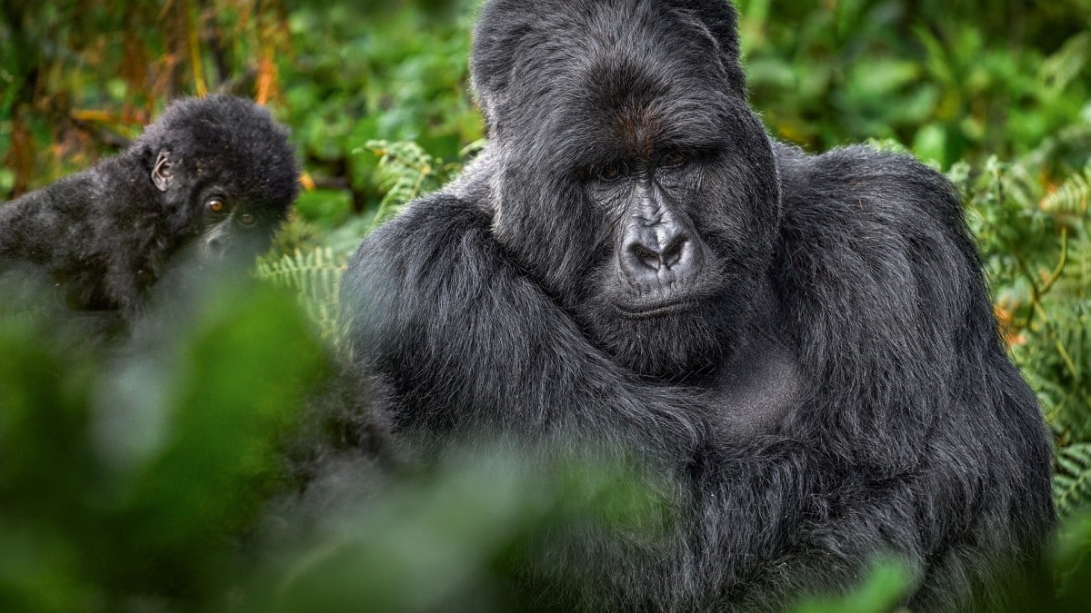 Best Time To Go Gorilla Trekking In Uganda 6 Bwindi National Park - Uganda Safaris - Uganda National Parks - Cheetah Safaris