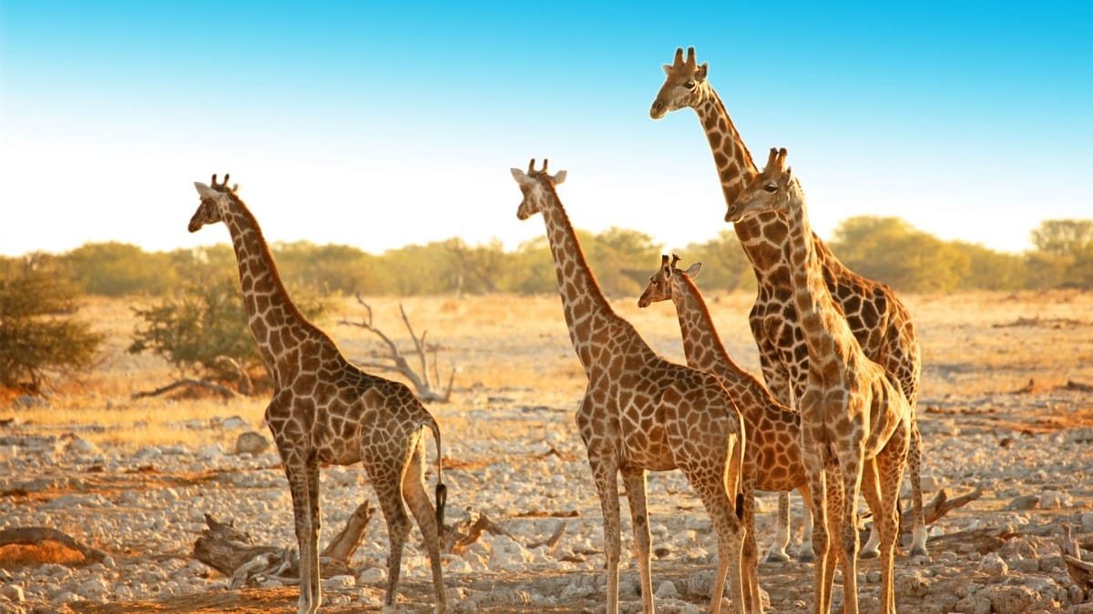 Why You Should Visit Namibia 7 Namibia Safaris - Why you should visit Namibia - Cheetah Safaris