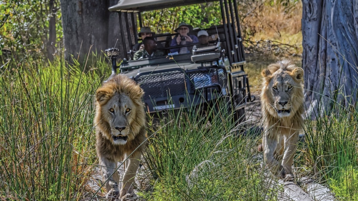 Okavango Delta Travel Guide: Botswana Safaris With Cheetah Safaris 7 Guest on a Game Drive with two lions in Okavango Delta
