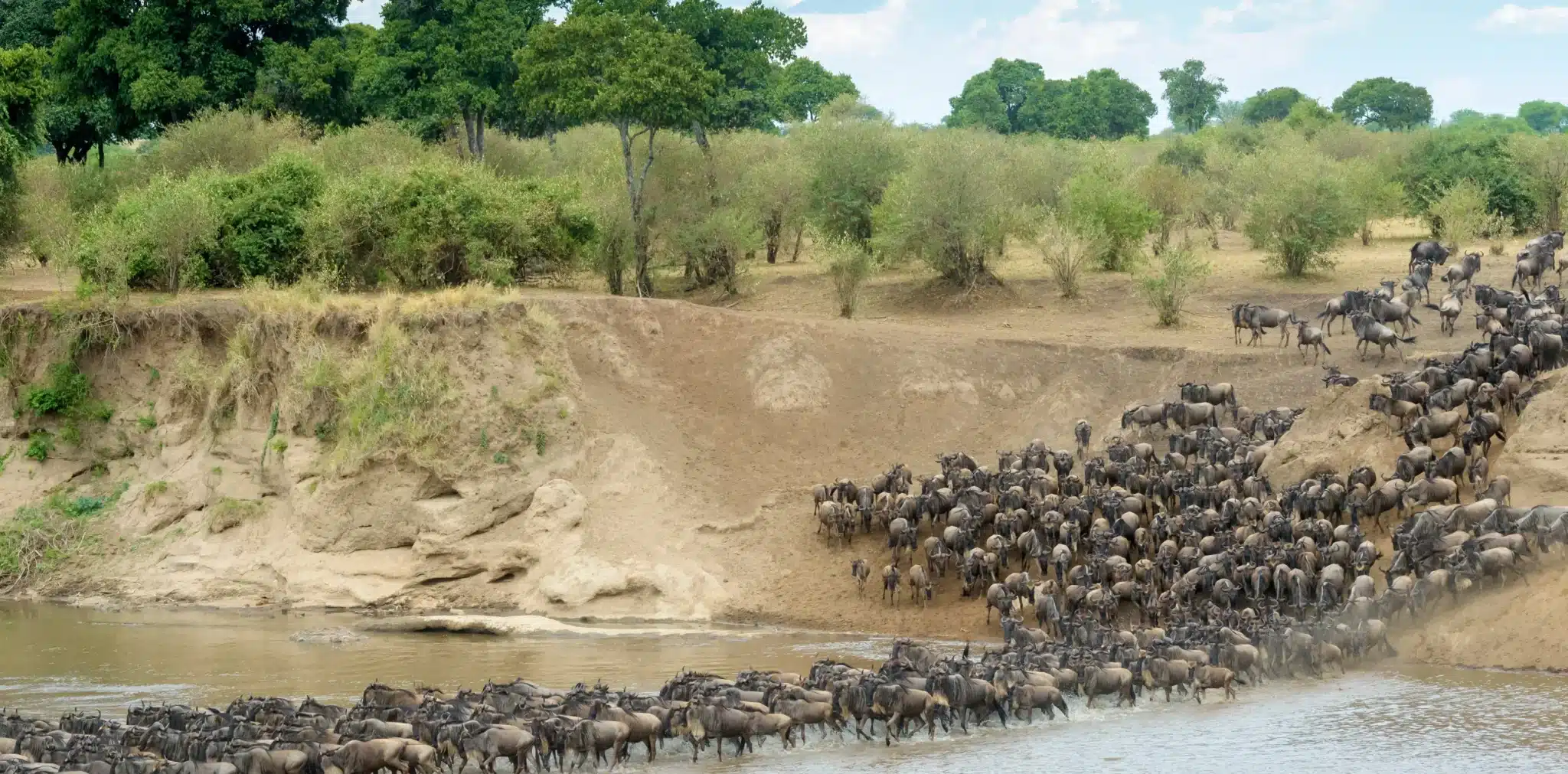 Wildebeest Migration River Crossings - Mara River - Kenya and Tanzania - Cheetah Safaris