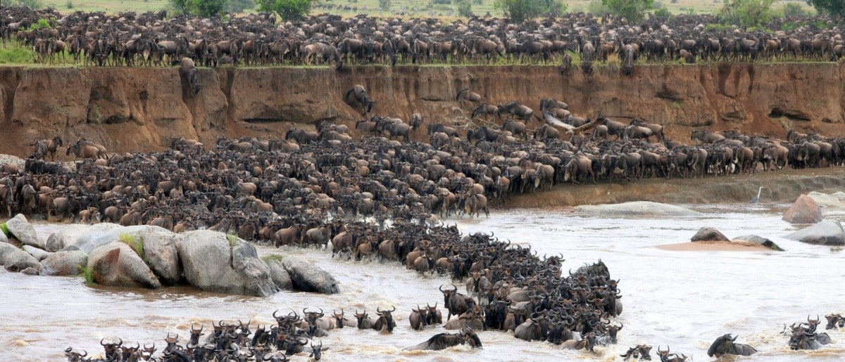 Wildebeest Migration River Crossings - Mara River - Kenya and Tanzania - Cheetah Safaris