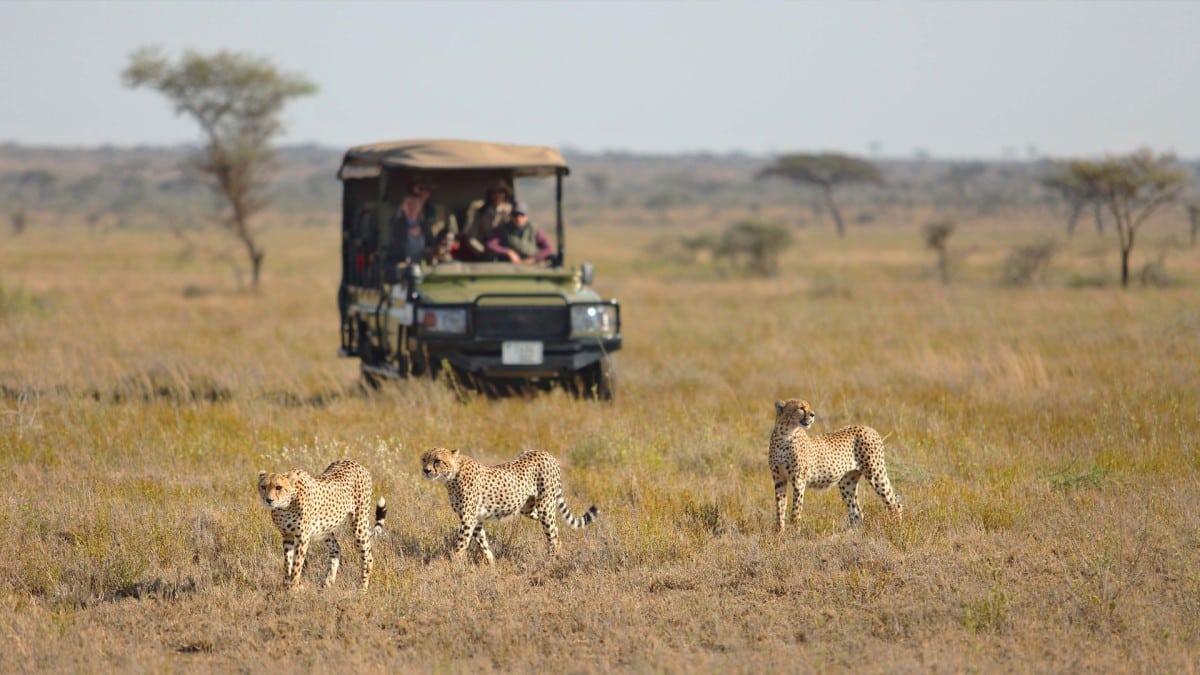 African Wildlife Photography Safaris - Photo Safaris in Africa - Cheetah Safaris