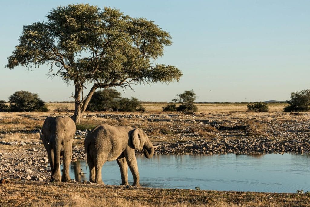 Best Time to Visit Namibia - August - Cheetah Safaris