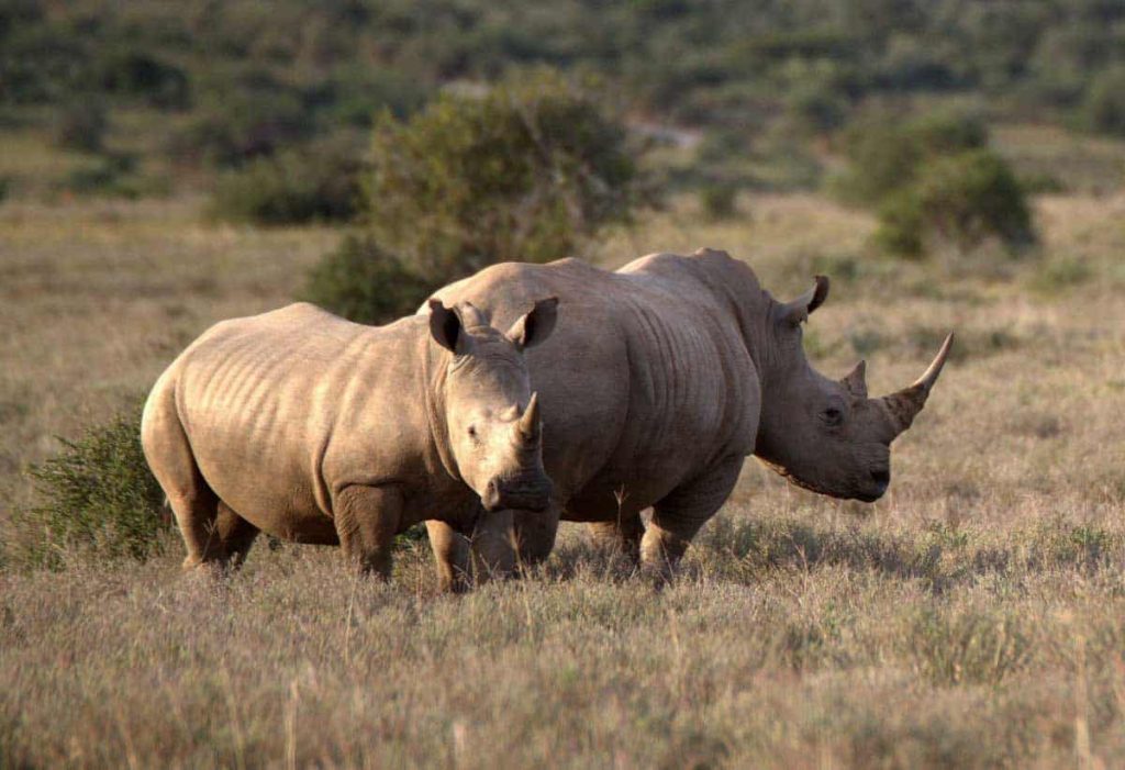 Best Time to Visit Namibia - July - Cheetah Safaris