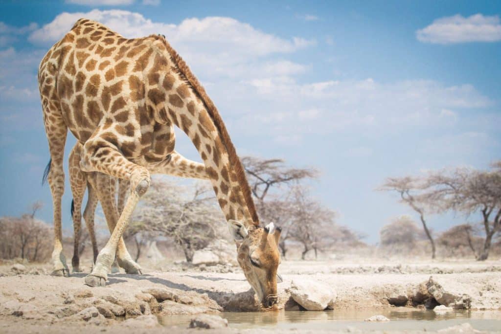 Best Time to Visit Namibia - June - Cheetah Safaris