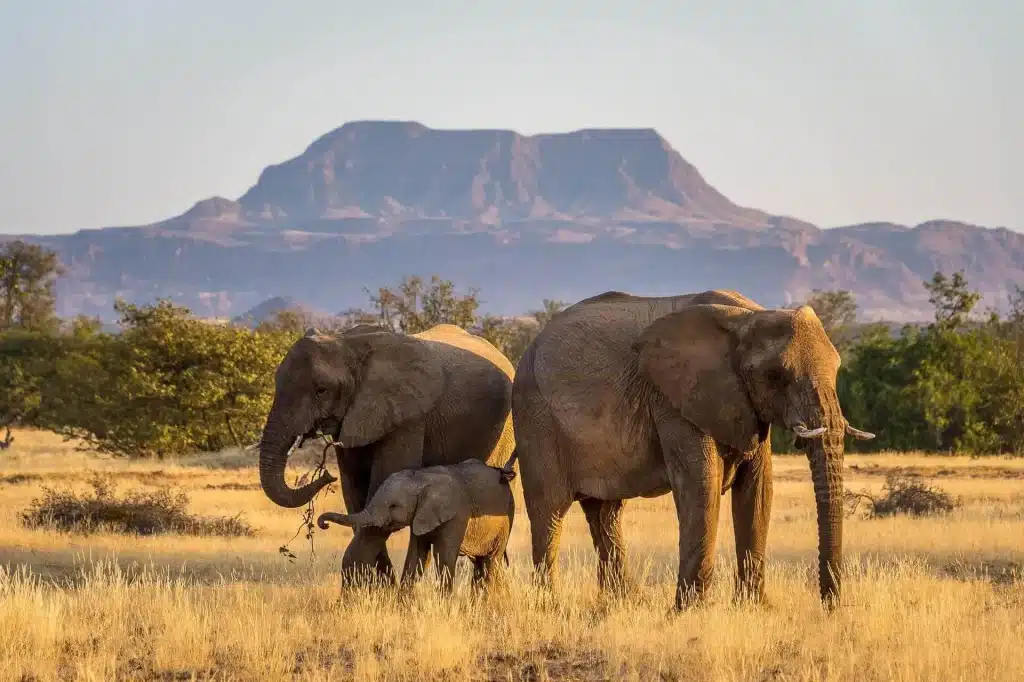 Best Time to Visit Namibia - March - Cheetah Safaris