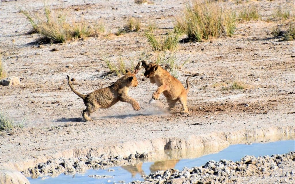 Best Time to Visit Namibia - May - Cheetah Safaris
