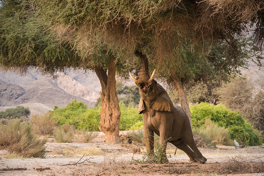 Best Time to Visit Namibia November Cheetah Safaris 1