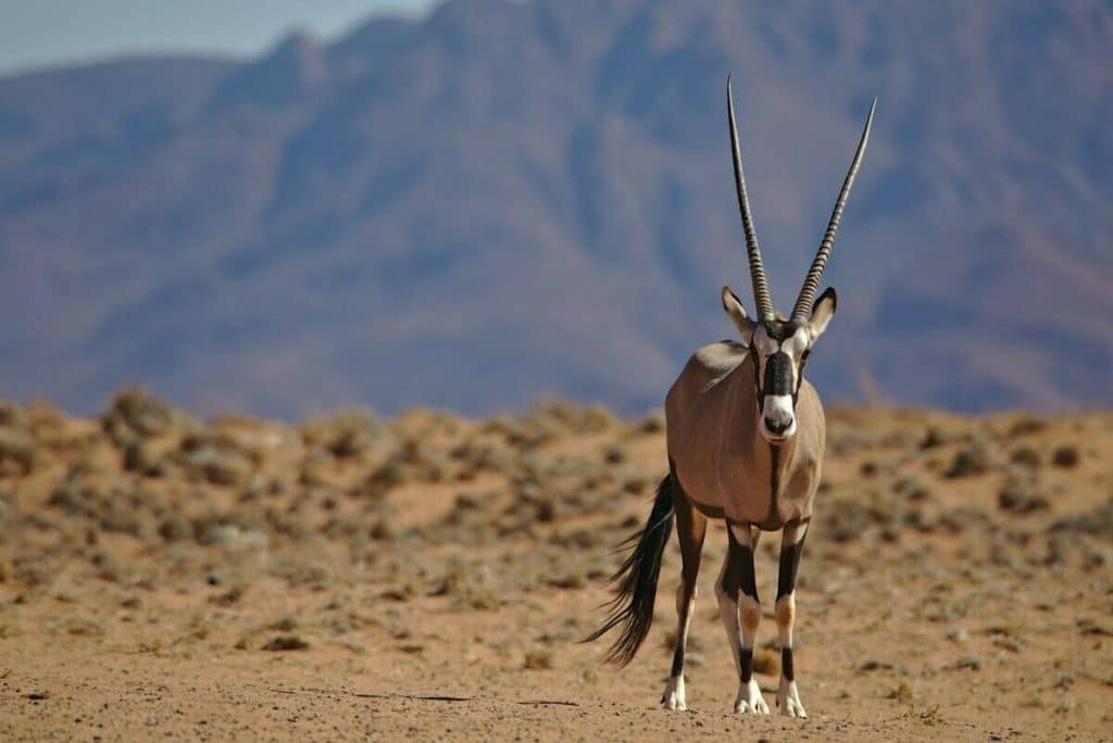 Best Time to Visit Namibia - November - Cheetah Safaris