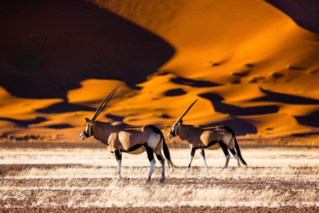 Best Time to Visit Namibia - October - Cheetah Safaris