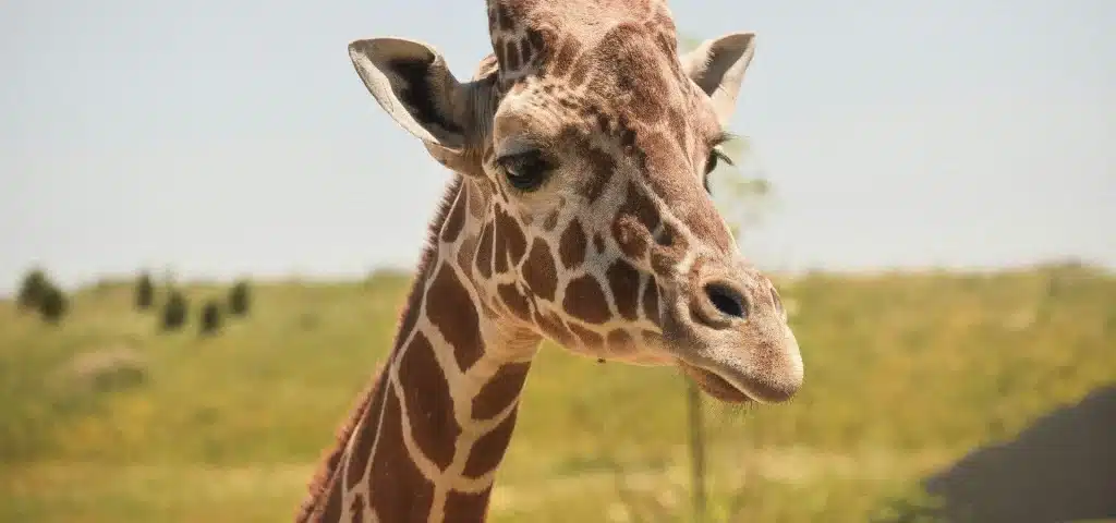 Best Time to Visit Uganda - April - Cheetah Safaris