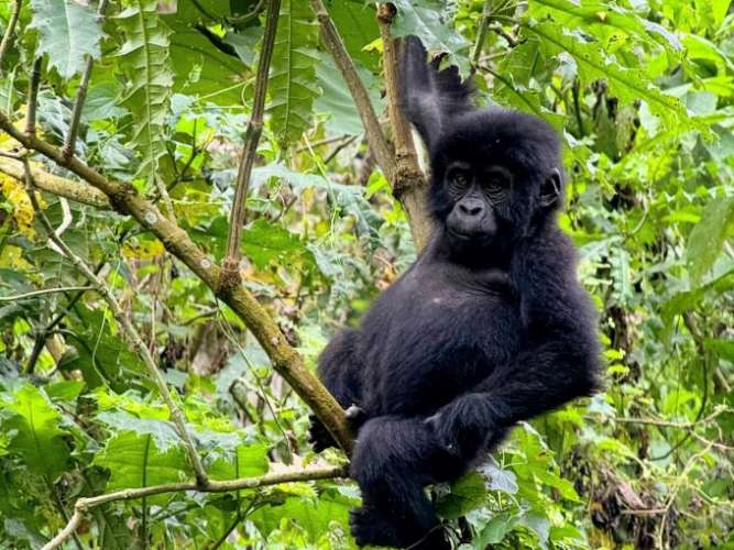 Best Time to Visit Uganda - December - Cheetah Safaris