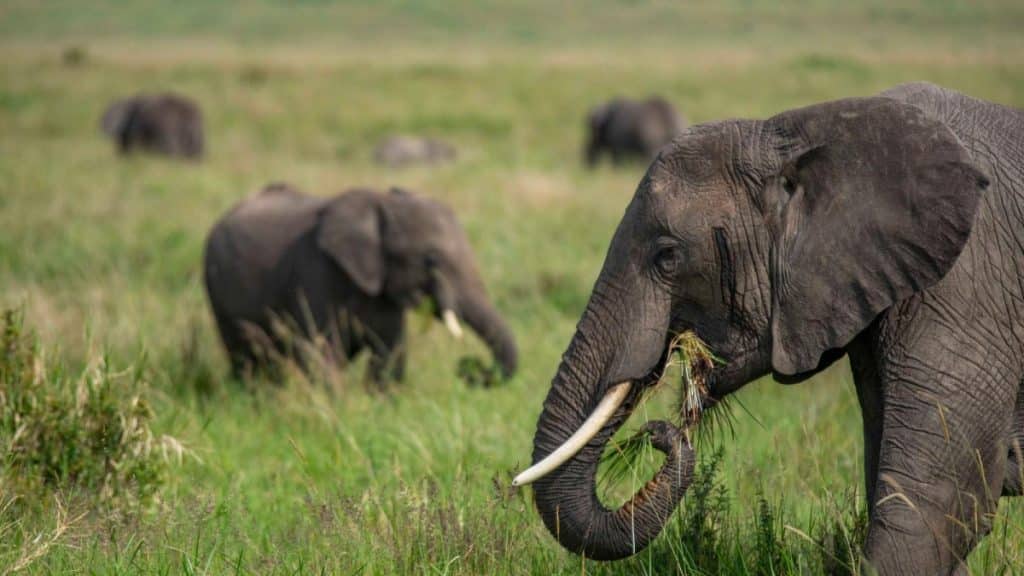 Best Time to Visit Uganda - January - Cheetah Safaris