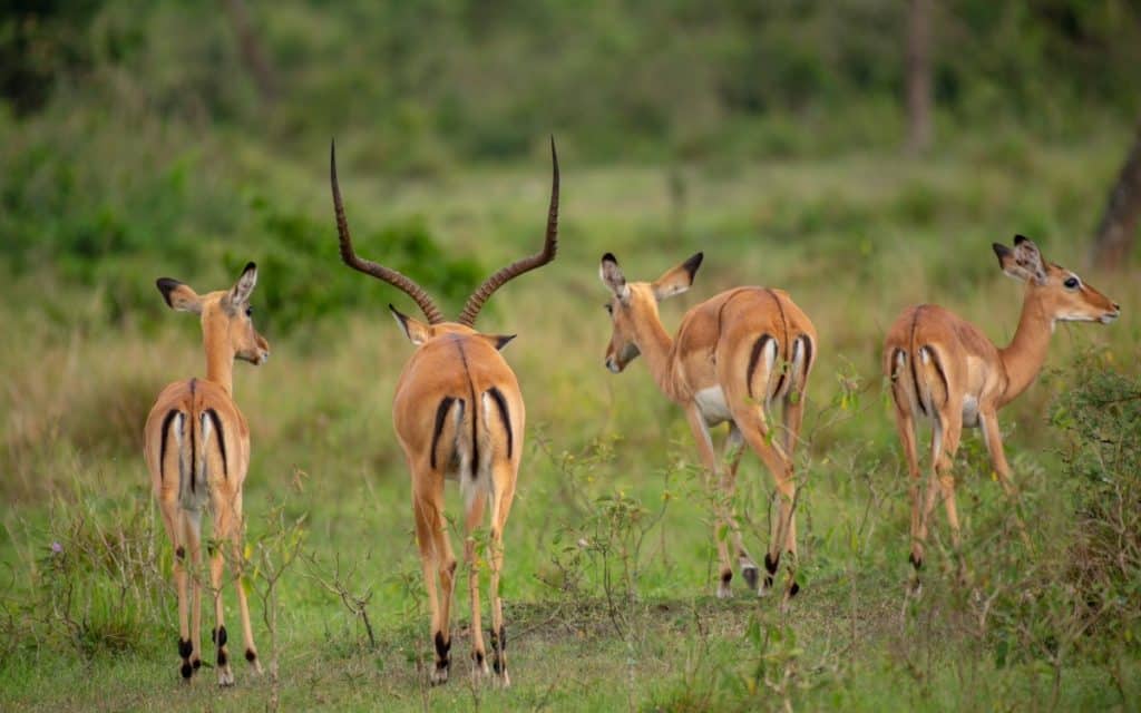 Best Time to Visit Uganda - June - Cheetah Safaris