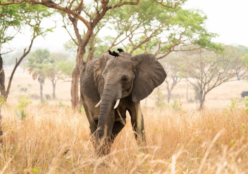 Best Time to Visit Uganda - March - Cheetah Safaris