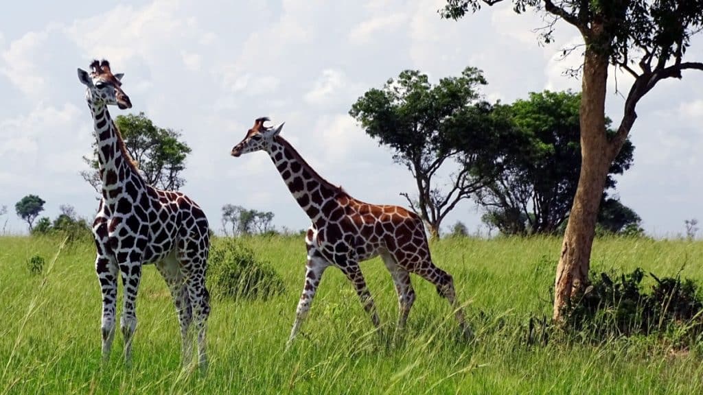 Best Time to Visit Uganda - May - Cheetah Safaris