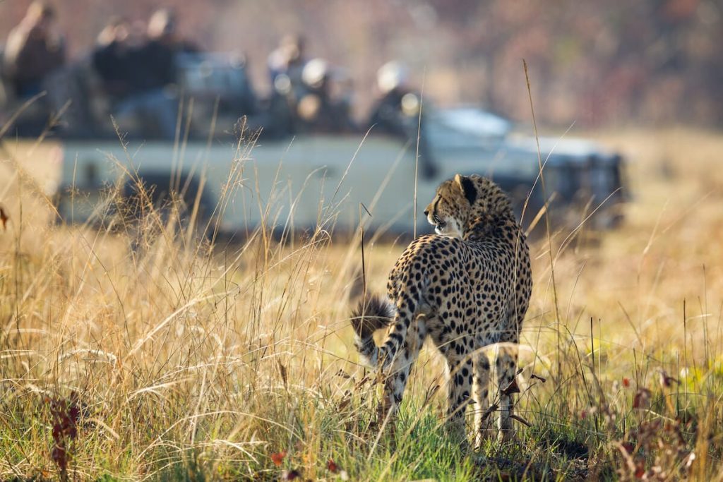 Best Time to Visit Zambia - June - Cheetah Safaris