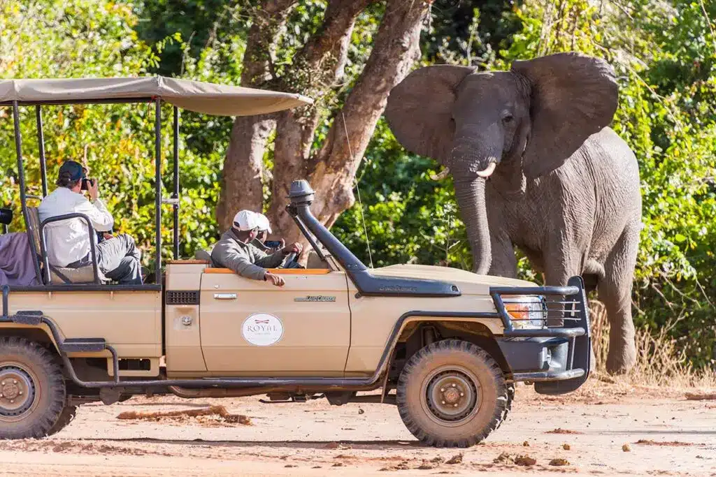 Best Time To Visit Zambia 23 Best Time to Visit Zambia - November - Cheetah Safaris