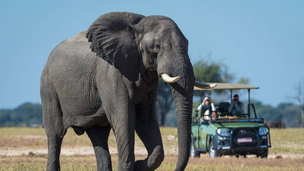 Best Time to Visit Zimbabwe - November - Cheetah Safaris