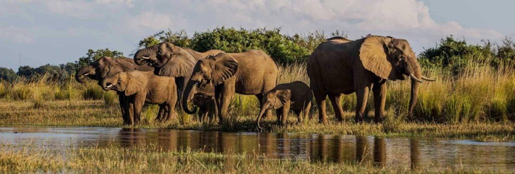 Best Time to Visit Zimbabwe - November - Cheetah Safaris