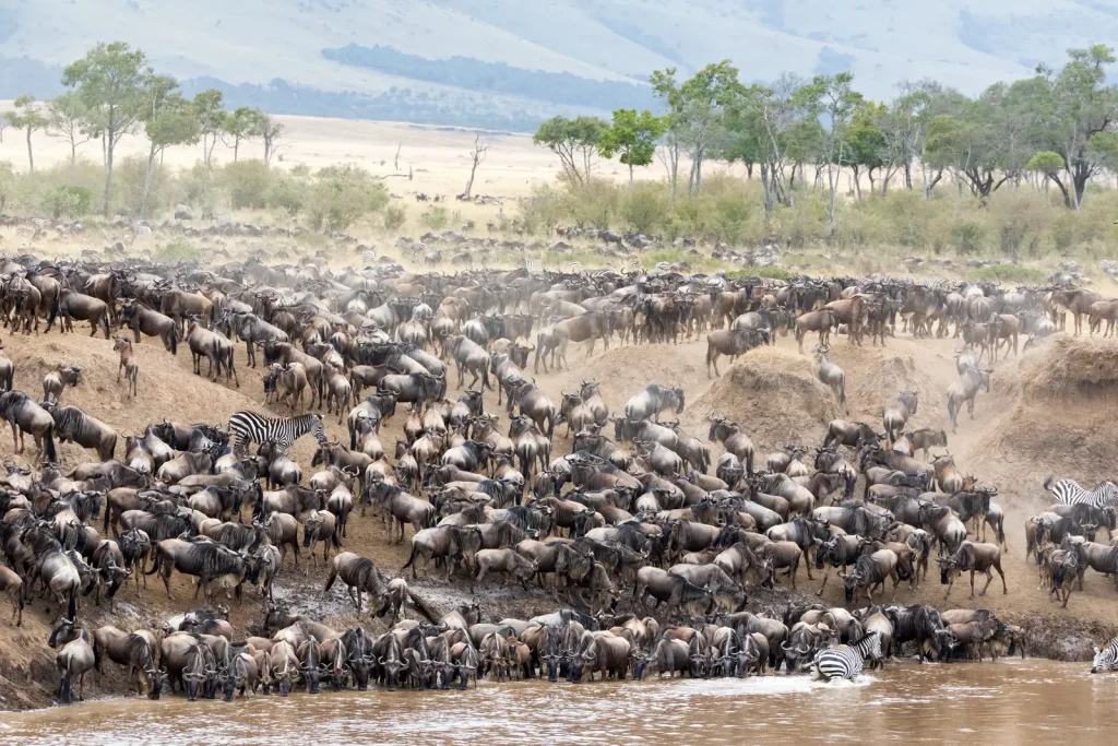 Kenya Safaris in October - Best Time to Visit Kenya - Cheetah Safaris