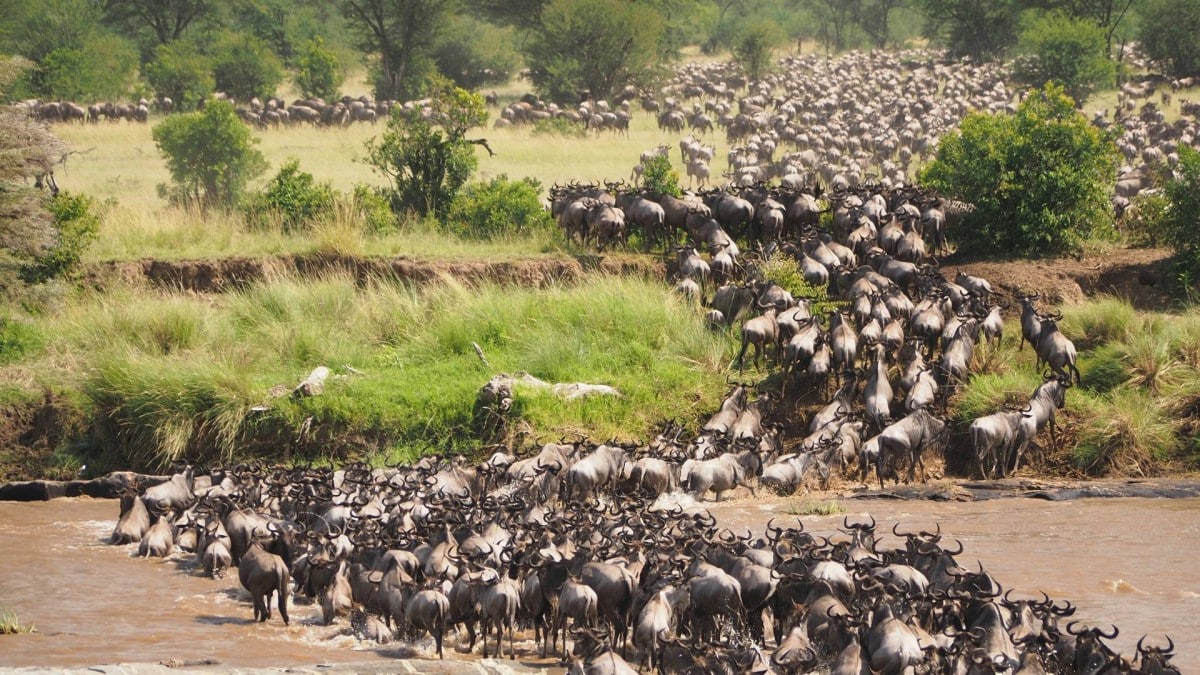 Kenya and Tanzania Safaris - Luxury African Safaris - Cheetah Safaris