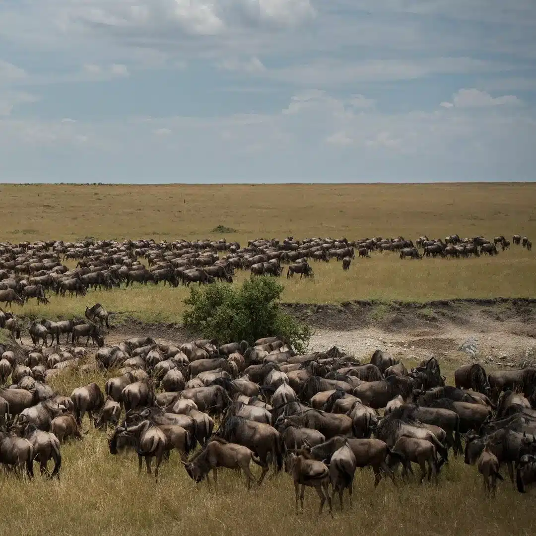 Wildebeest Migration - Serengeti and Masai mara - Cheetah Safaris