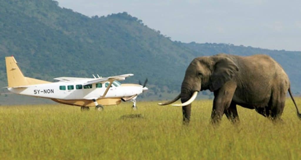 Fly In Safari