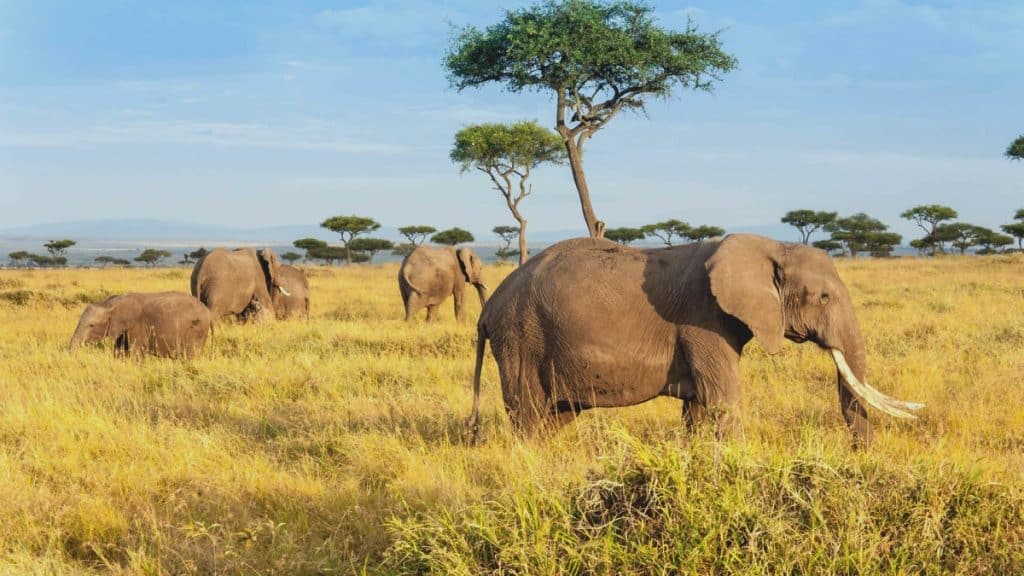 5days wildlife highlights