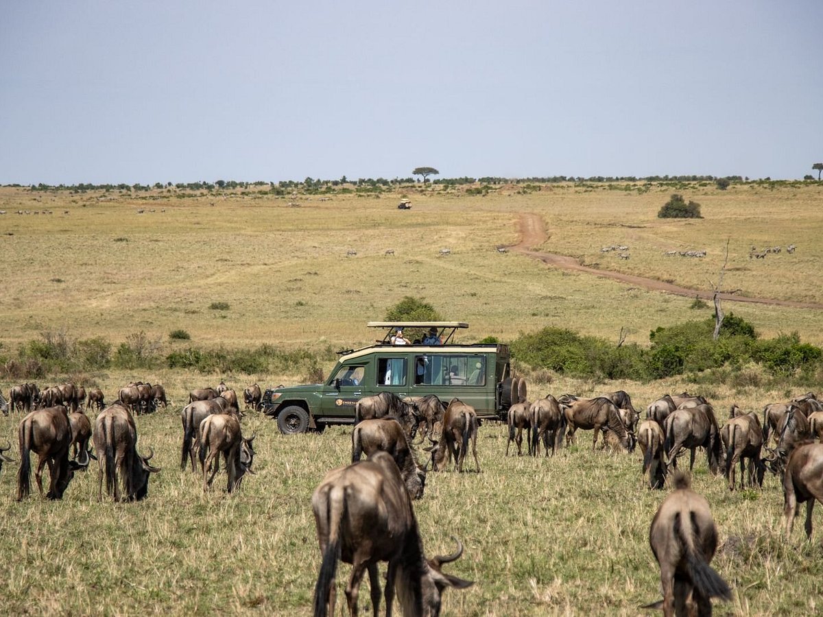 Responsible Wildlife Viewing: Why We Run Off-Radio Safaris 8 Our Guests on a Wildebeest Migration Safari in Masai Mara
