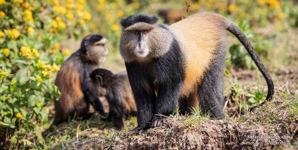 Golden Monkey tracking