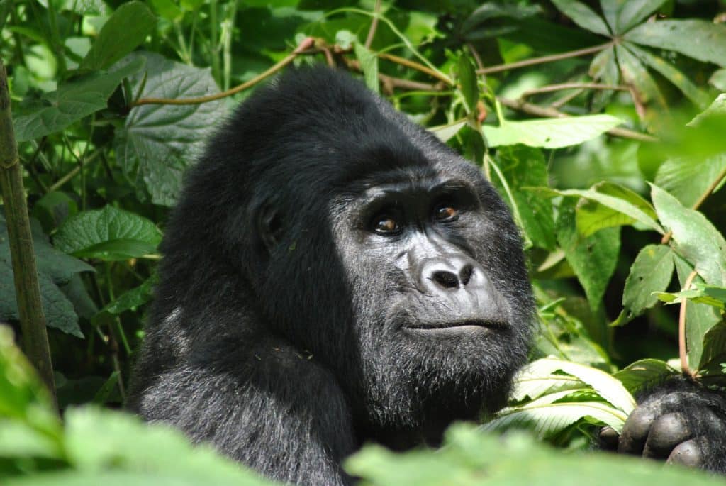 GORILLA SAFARI