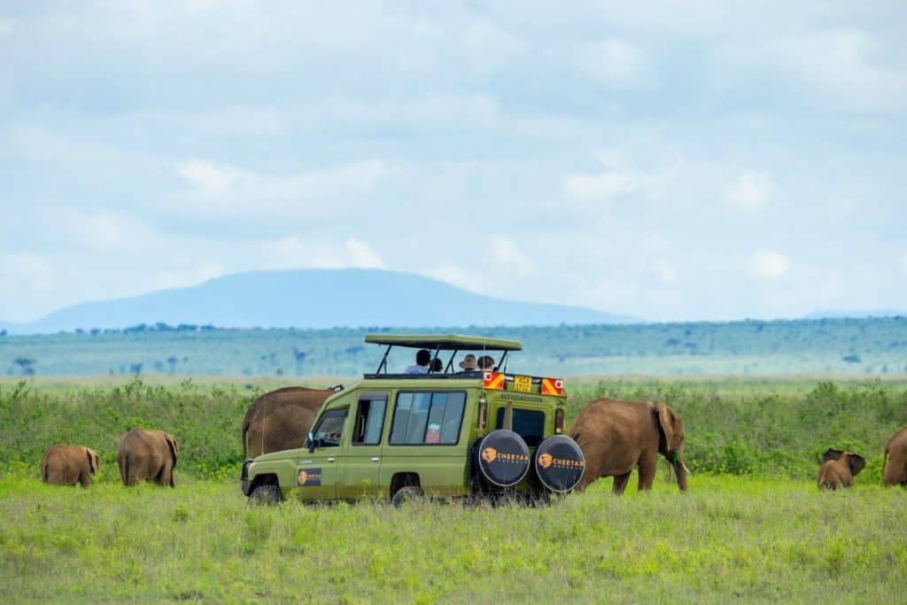 Safari Planning & Itinerary Questions - Cheetah Safaris - Amboseli
