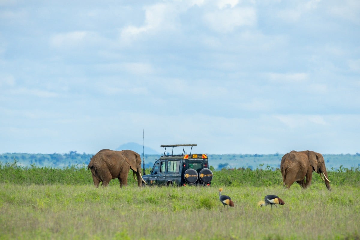 Big Five Safari Guide: Everything You Need To Know About Africa'S Most Iconic Wildlife 6 Guests Enjoying Elephant Sightings in Amboseli.