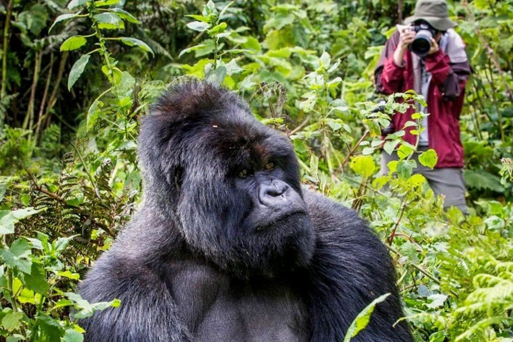 BEST OF UGANDA SAFARI