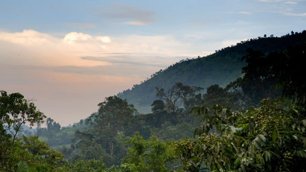 Bwindi Impenetrable Forest National Park