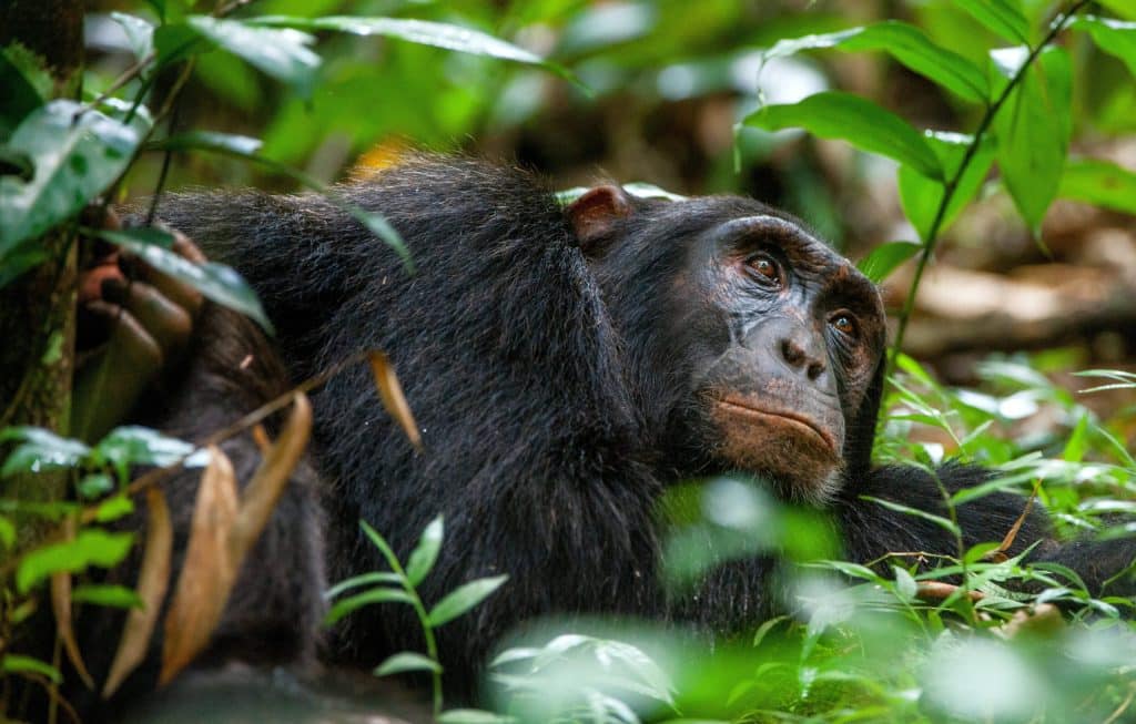 RWANDA PRIMATES SAFARI