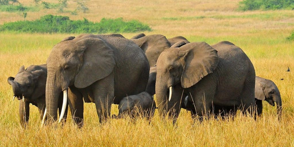 WILDLIFE OF UGANDA