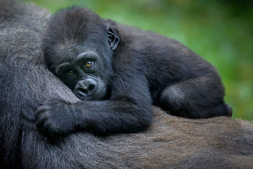 RWANDA WILDLIFE & PRIMATES SAFARI