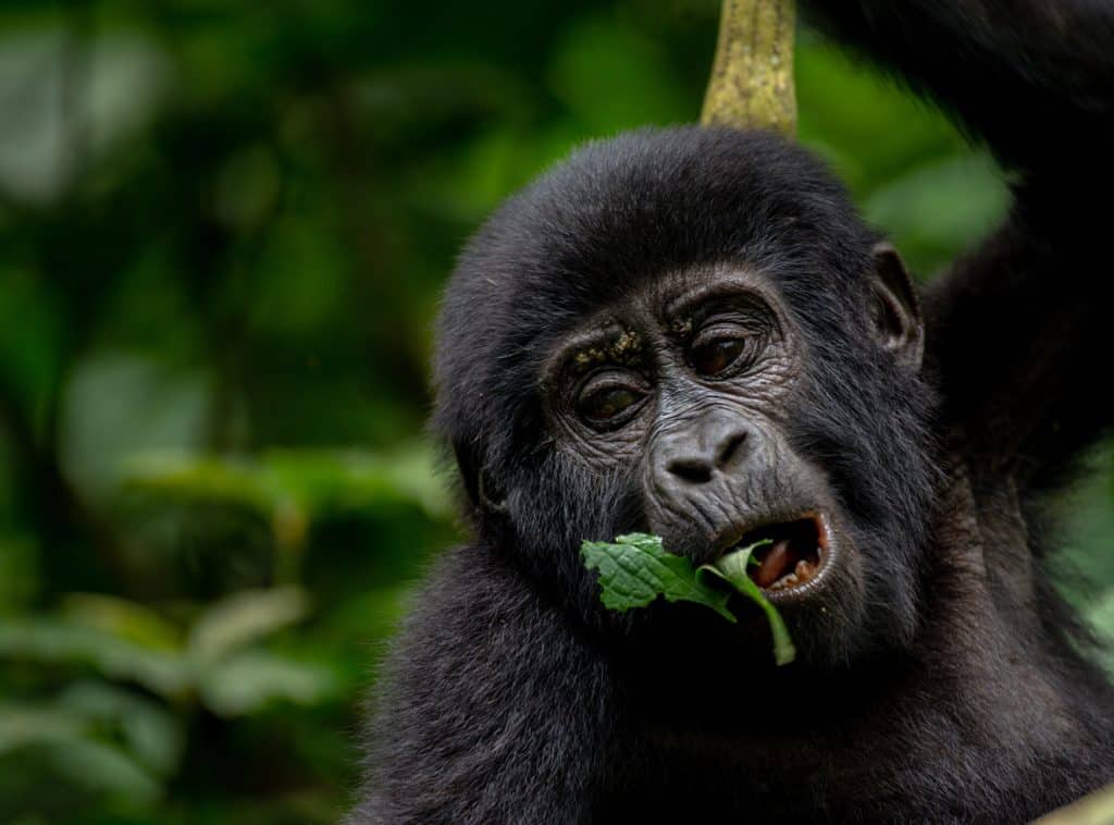 Gorilla Leisure Lodge