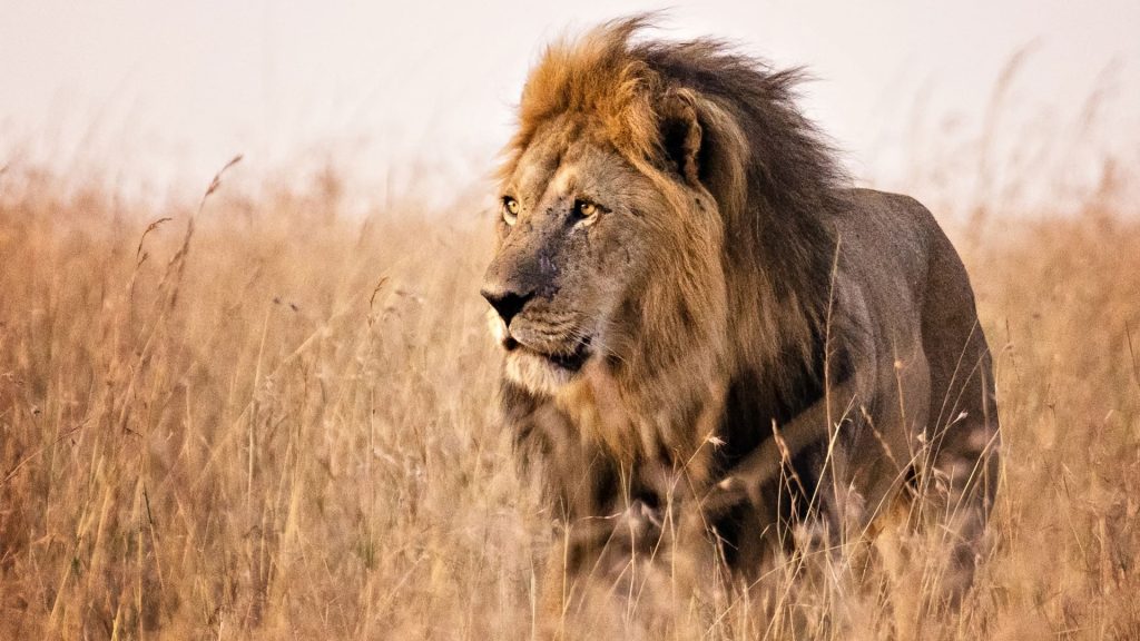 Male Lion in Grass Walking - Masai Mara Kenya