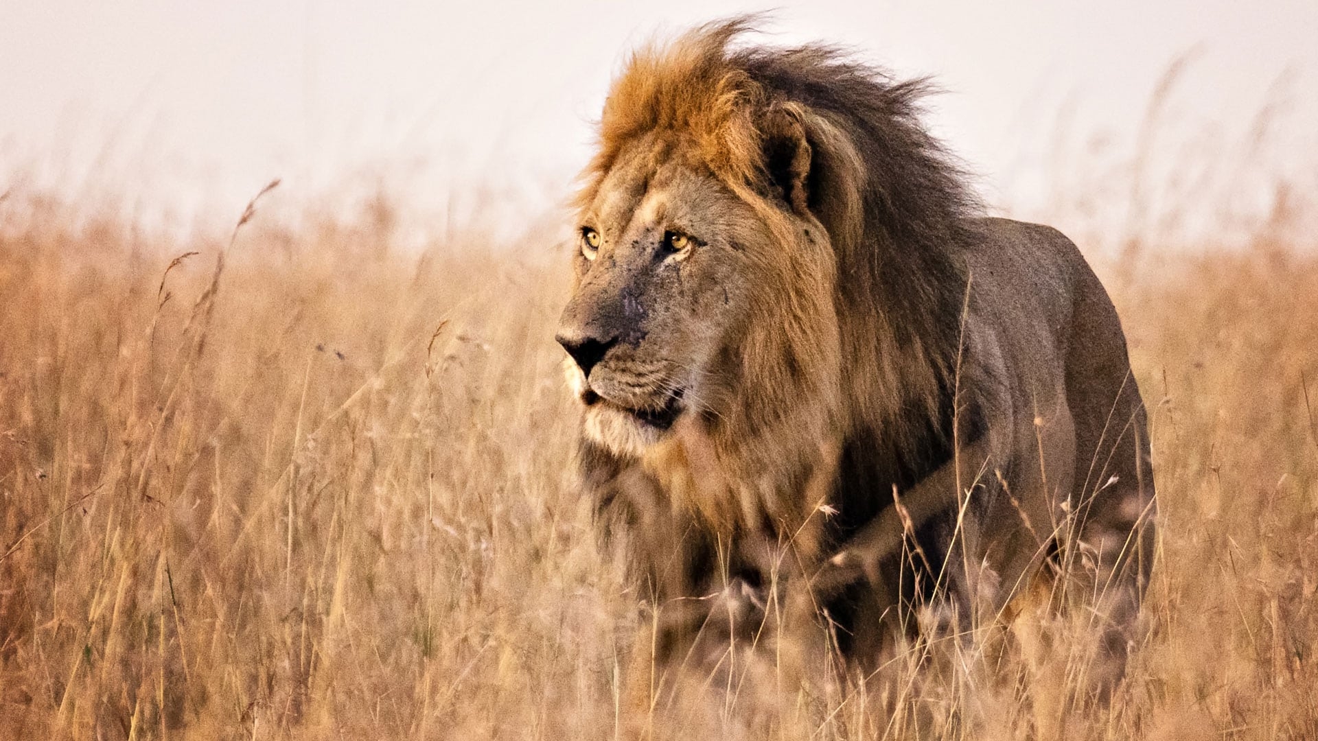 Male Lion in Grass Walking - Masai Mara Kenya