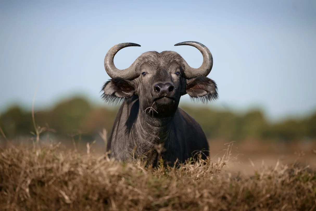 Big Five Safari Guide: Everything You Need To Know About Africa'S Most Iconic Wildlife 8 Cape Buffalo in Mara Triangle - Masai Mara