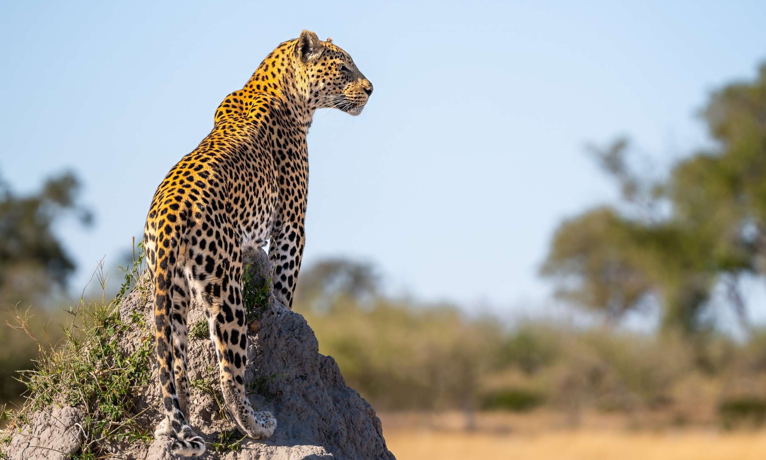 Big Five Safari Guide: Everything You Need To Know About Africa'S Most Iconic Wildlife 5 Leopard on an Anthill in Zambia Lower Zambezi