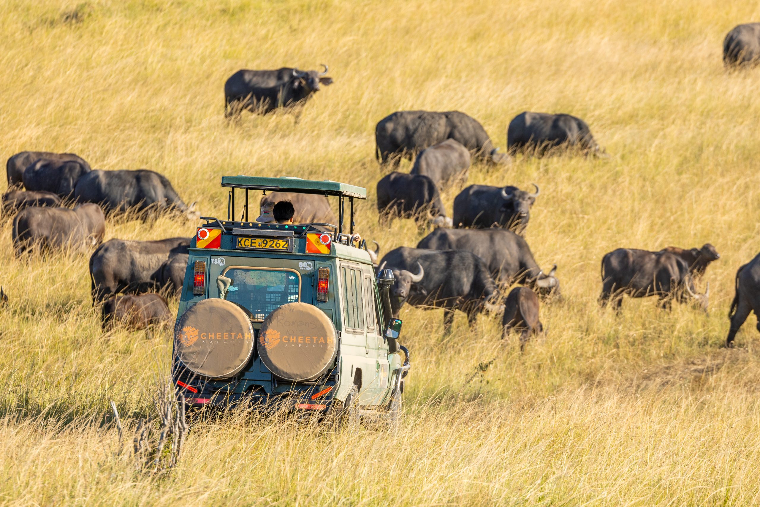 Responsible Wildlife Viewing: Why We Run Off-Radio Safaris 5 Guests on Safari viewing Buffalos in Masai Mara, Cheetah Safaris