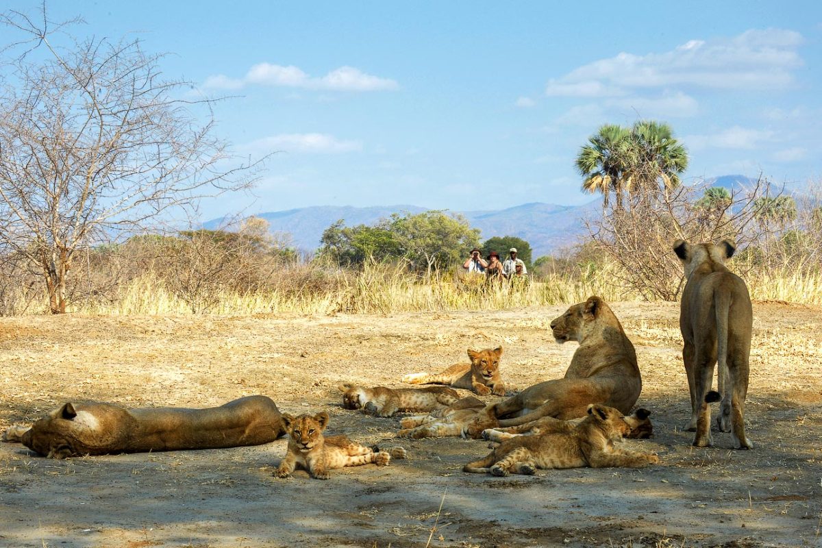 Luxury Zambia Safaris Luxury Zambia Safaris